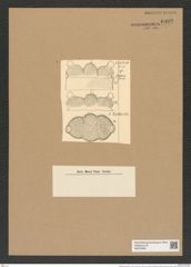 Biddulphia gruendleri A. Schm. (de-Toni-Nr.: Genus 123, Species 3508) Zeichnungen Sammlung Grunow Nr. 6992 (NHMW-BOT-W0375899)